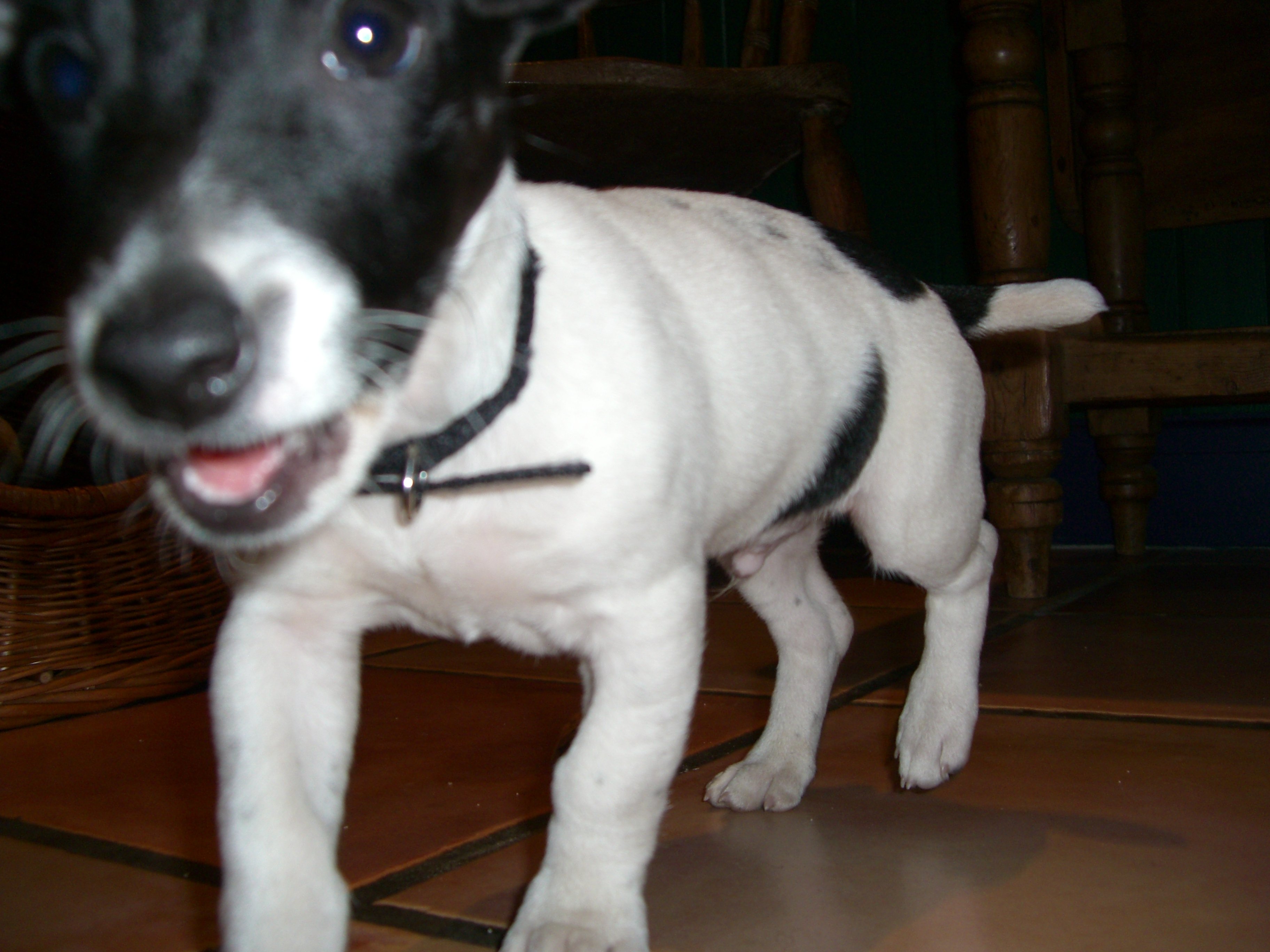 jack