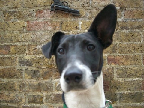 mr jack