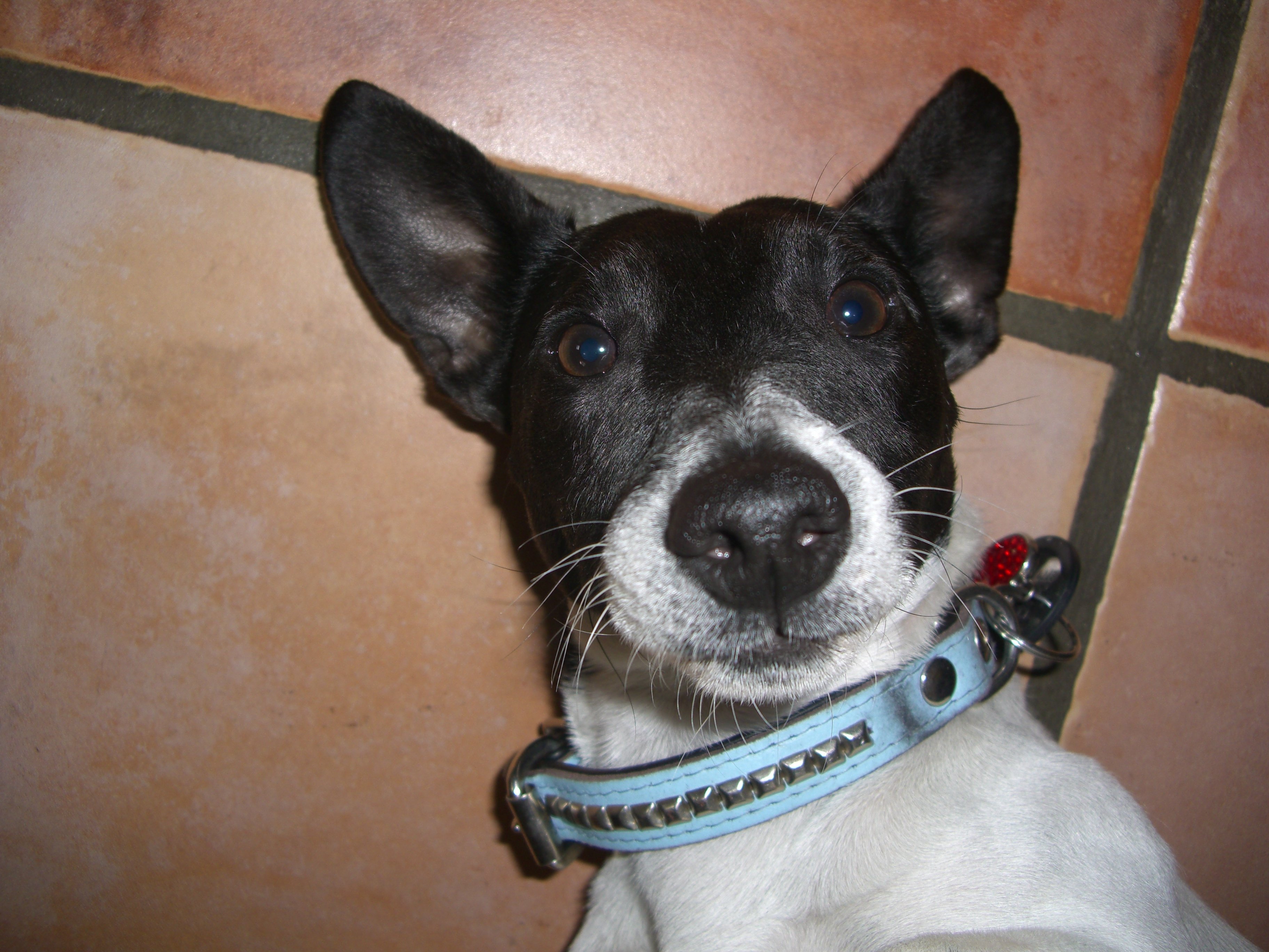 jack