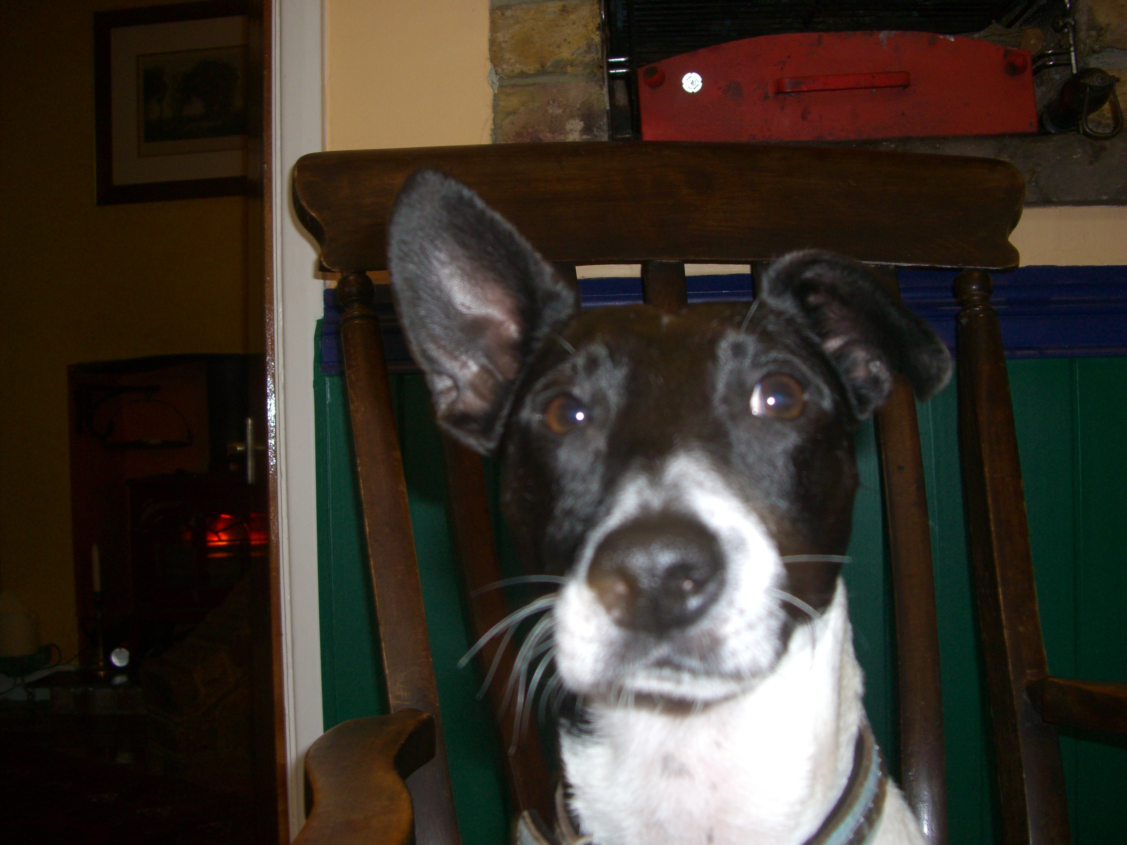 bit of a dog