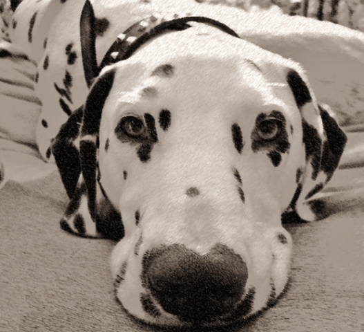 My Pet