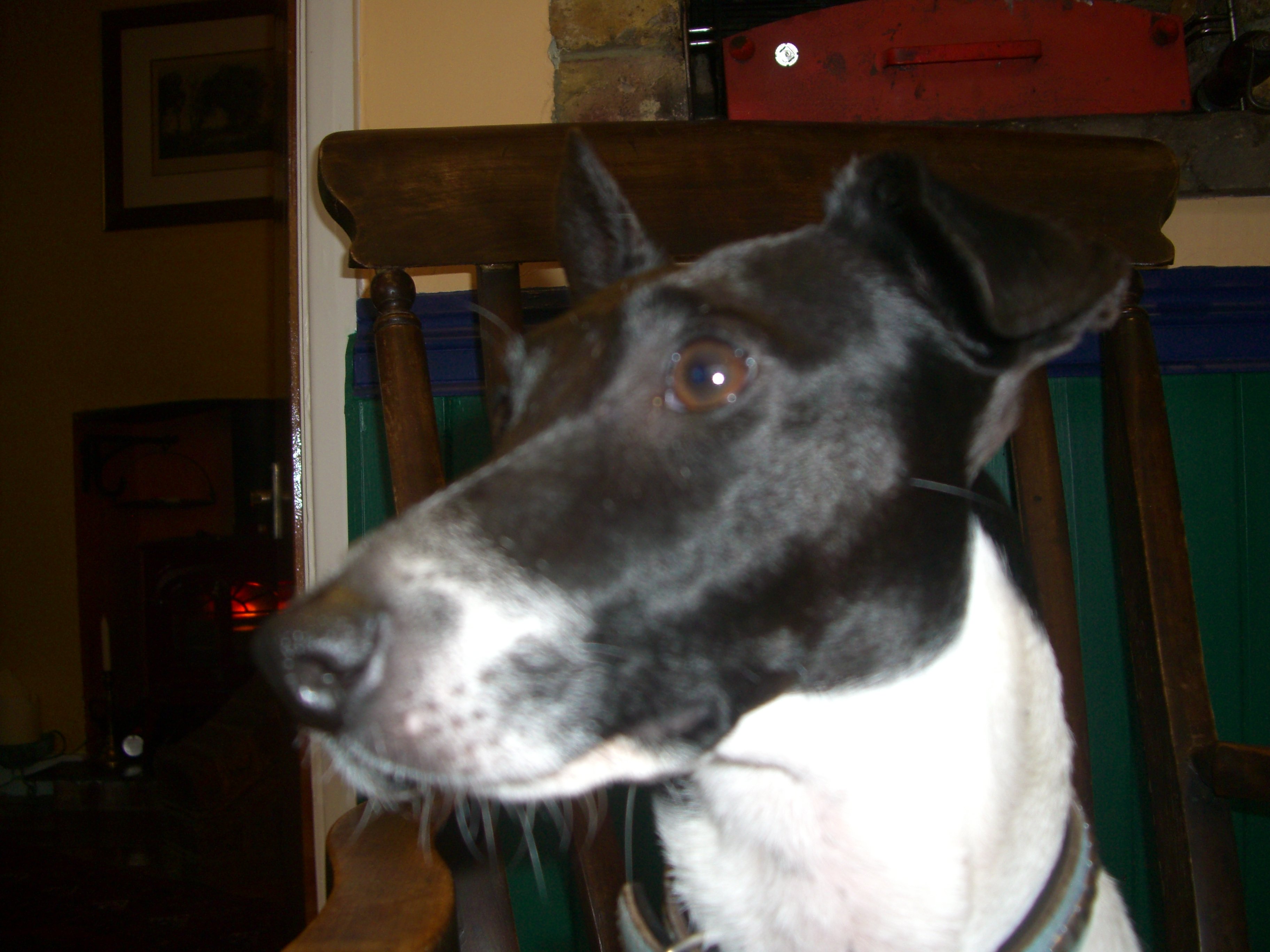dog