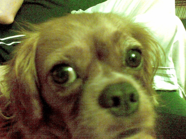 lady doggy