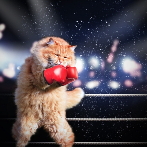 Cat Fight