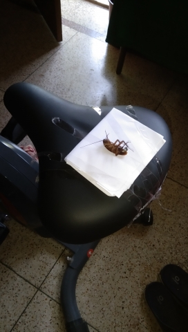 My special bike seat cushion